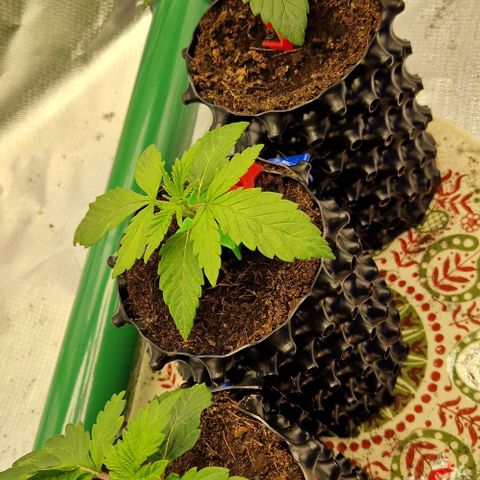 Blue Monkey ExoticSeeds 3x growlog timeline photo