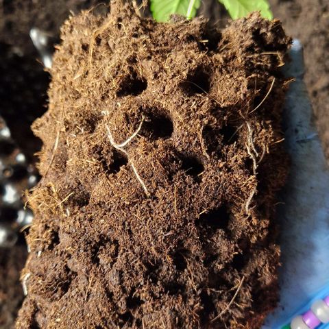 Blue Monkey ExoticSeeds 3x growlog timeline photo