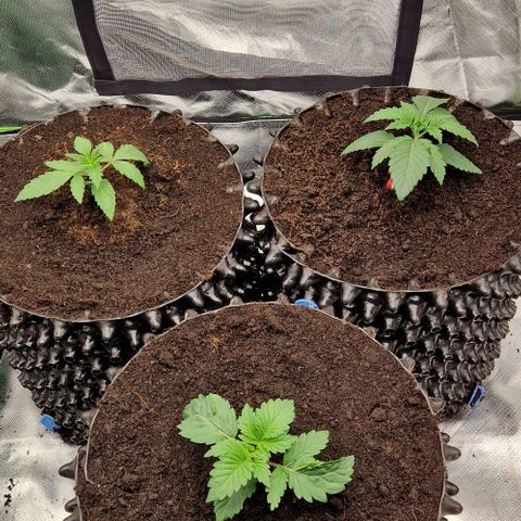 Blue Monkey ExoticSeeds 3x growlog timeline photo