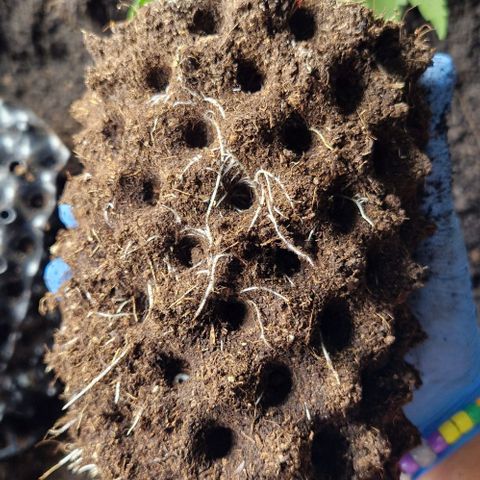 Blue Monkey ExoticSeeds 3x growlog timeline photo