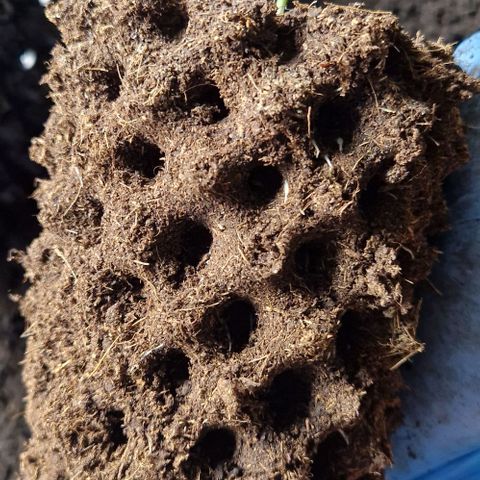 Blue Monkey ExoticSeeds 3x growlog timeline photo