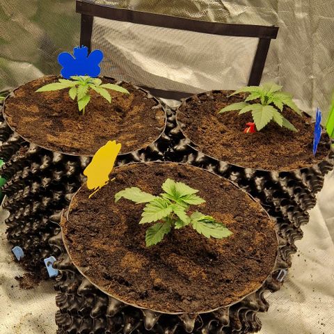 Blue Monkey ExoticSeeds 3x growlog timeline photo