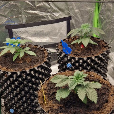 Blue Monkey ExoticSeeds 3x growlog timeline photo