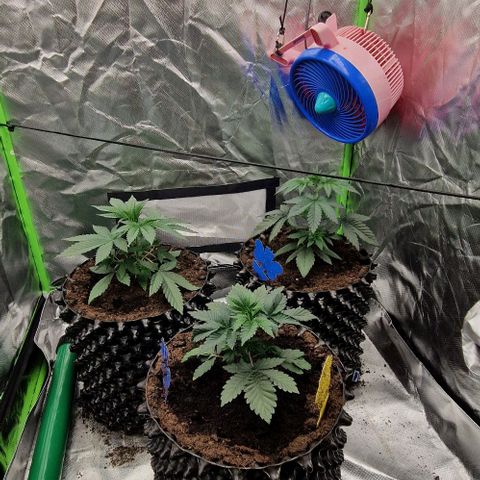 Blue Monkey ExoticSeeds 3x growlog timeline photo