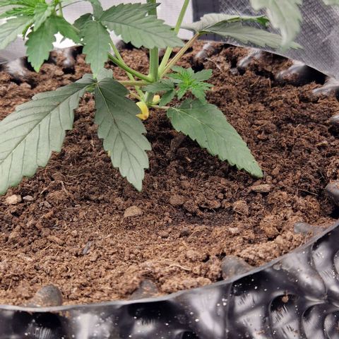 Blue Monkey ExoticSeeds 3x growlog timeline photo