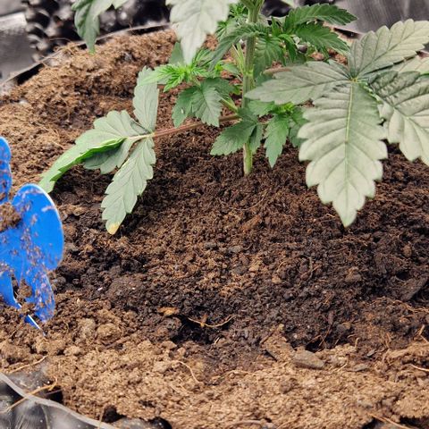 Blue Monkey ExoticSeeds 3x growlog timeline photo