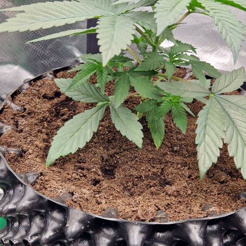 Blue Monkey ExoticSeeds 3x growlog timeline photo