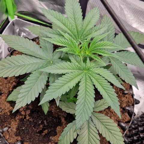 Blue Monkey ExoticSeeds 3x growlog timeline photo