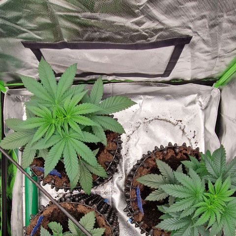 Blue Monkey ExoticSeeds 3x growlog timeline photo