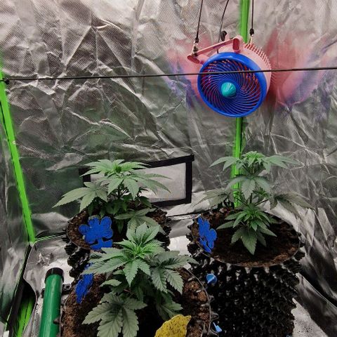 Blue Monkey ExoticSeeds 3x growlog timeline photo
