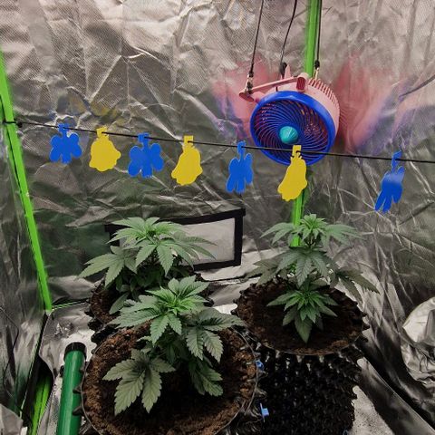 Blue Monkey ExoticSeeds 3x growlog timeline photo