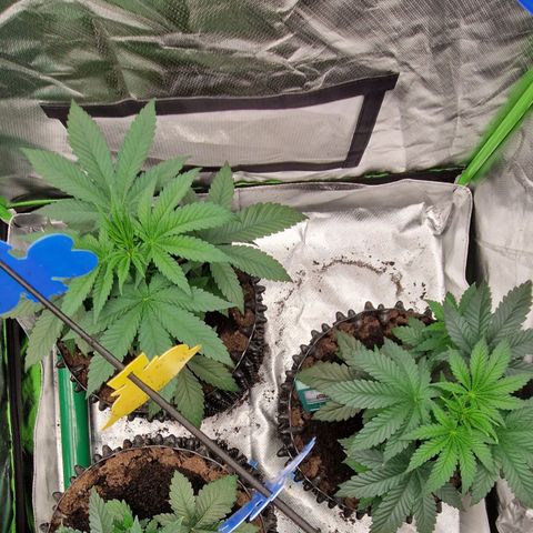 Blue Monkey ExoticSeeds 3x growlog timeline photo