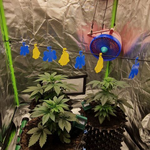 Blue Monkey ExoticSeeds 3x growlog timeline photo