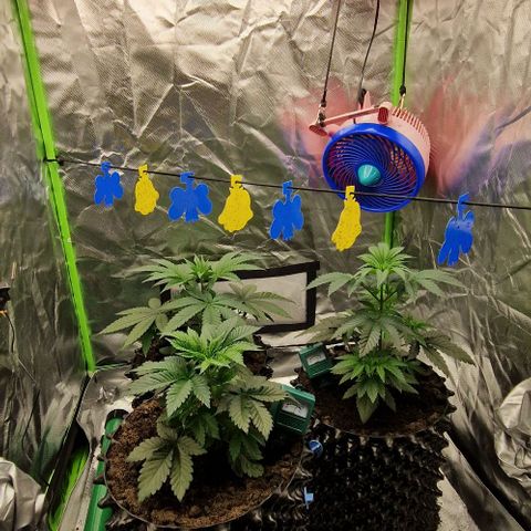 Blue Monkey ExoticSeeds 3x growlog timeline photo