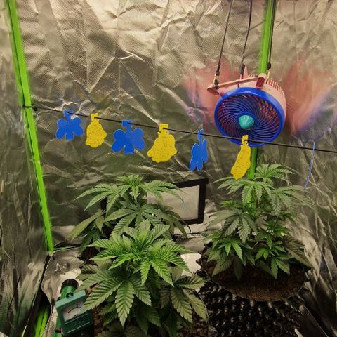 Blue Monkey ExoticSeeds 3x growlog timeline photo