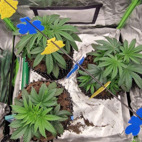 Blue Monkey ExoticSeeds 3x growlog timeline photo