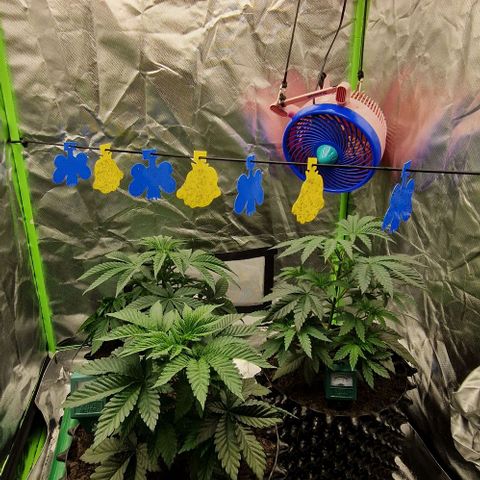 Blue Monkey ExoticSeeds 3x growlog timeline photo