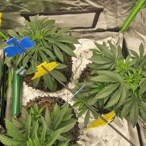 Blue Monkey ExoticSeeds 3x growlog photo: 1x 24cm
1x25cm
1x31 cm und getoppt