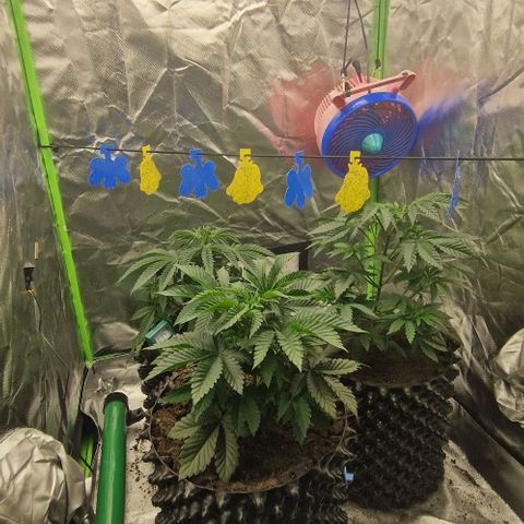 Blue Monkey ExoticSeeds 3x growlog photo: 1x 24cm
1x25cm
1x31 cm und getoppt