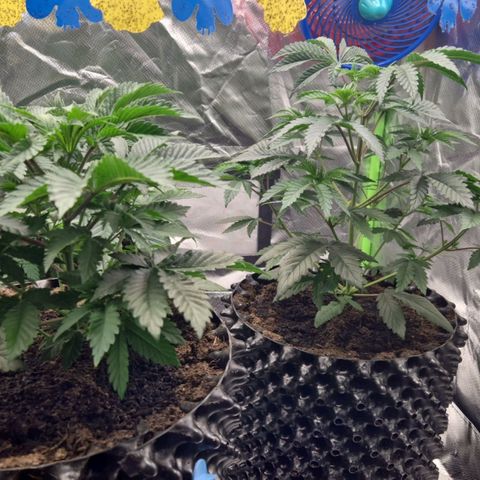 Blue Monkey ExoticSeeds 3x growlog photo: 1x 24cm
1x25cm
1x31 cm und getoppt