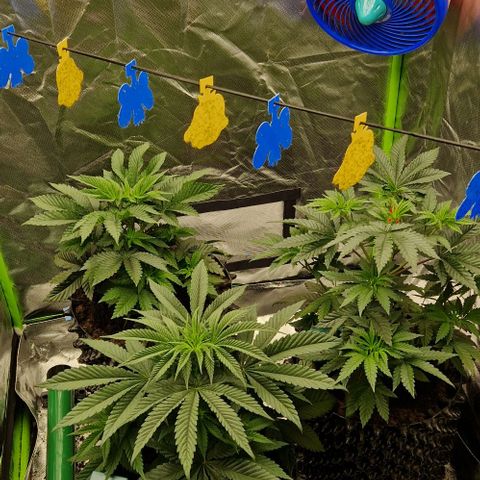 Blue Monkey ExoticSeeds 3x growlog timeline photo