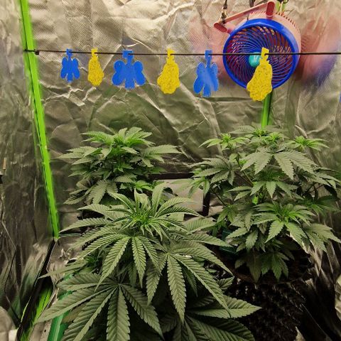 Blue Monkey ExoticSeeds 3x growlog timeline photo