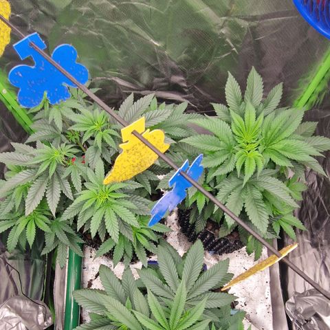 Blue Monkey ExoticSeeds 3x growlog timeline photo