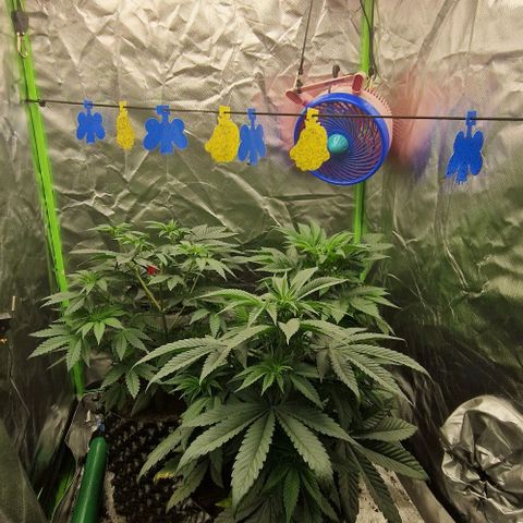 Blue Monkey ExoticSeeds 3x growlog timeline photo