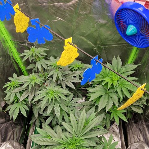 Blue Monkey ExoticSeeds 3x growlog timeline photo