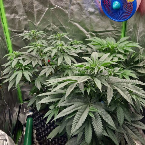 Blue Monkey ExoticSeeds 3x growlog timeline photo