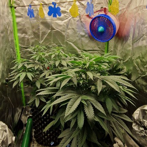 Blue Monkey ExoticSeeds 3x growlog timeline photo