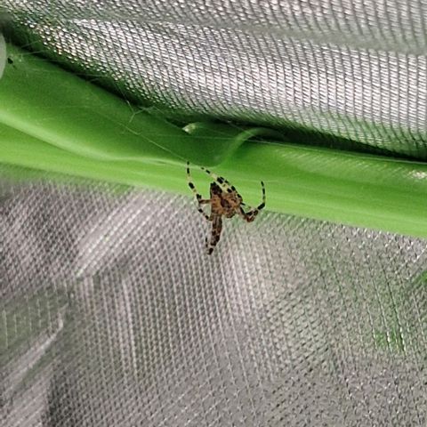 Blue Monkey ExoticSeeds 3x growlog timeline photo