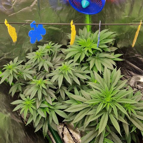 Blue Monkey ExoticSeeds 3x growlog timeline photo