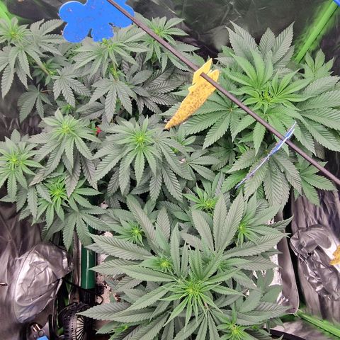 Blue Monkey ExoticSeeds 3x growlog timeline photo
