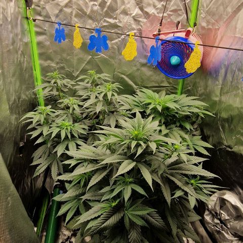 Blue Monkey ExoticSeeds 3x growlog timeline photo