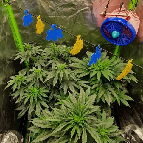 Blue Monkey ExoticSeeds 3x growlog timeline photo
