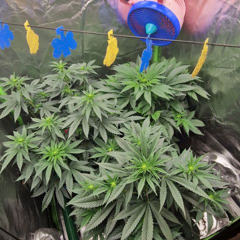 Blue Monkey ExoticSeeds 3x growlog photo: 2 Pflanzen Zwitter