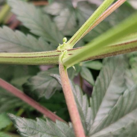 Blue Monkey ExoticSeeds 3x growlog photo: 2 Pflanzen Zwitter