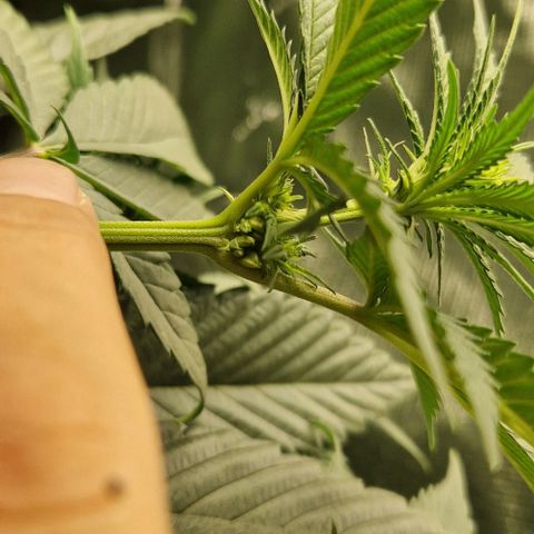 Blue Monkey ExoticSeeds 3x growlog photo: 2 Pflanzen Zwitter