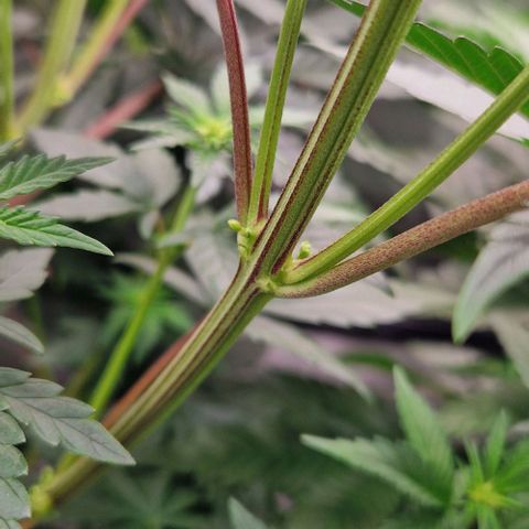 Blue Monkey ExoticSeeds 3x growlog photo: 2 Pflanzen Zwitter