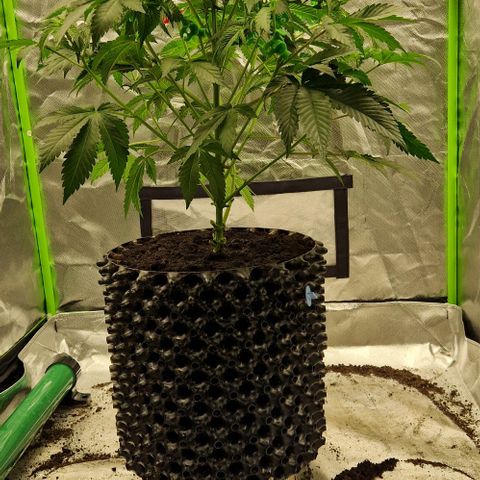 Blue Monkey ExoticSeeds 3x growlog timeline photo