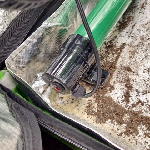 Blue Monkey ExoticSeeds 3x growlog photo: Das Zwitterproblem gefunden.