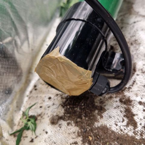 Blue Monkey ExoticSeeds 3x growlog photo: Das Zwitterproblem gefunden.