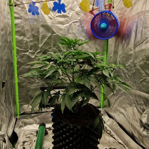 Blue Monkey ExoticSeeds 3x growlog timeline photo