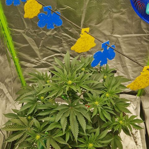 Blue Monkey ExoticSeeds 3x growlog timeline photo
