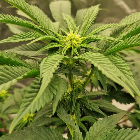 Blue Monkey ExoticSeeds 3x growlog timeline photo