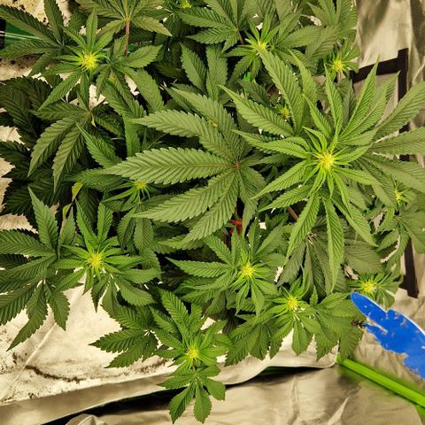 Blue Monkey ExoticSeeds 3x growlog timeline photo