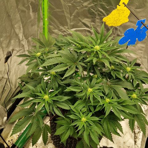 Blue Monkey ExoticSeeds 3x growlog timeline photo