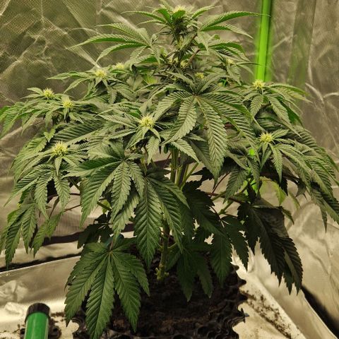Blue Monkey ExoticSeeds 3x growlog timeline photo