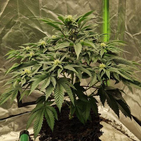 Blue Monkey ExoticSeeds 3x growlog timeline photo